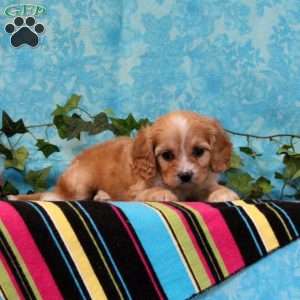 Kimberly, Cavalier King Charles Mix Puppy